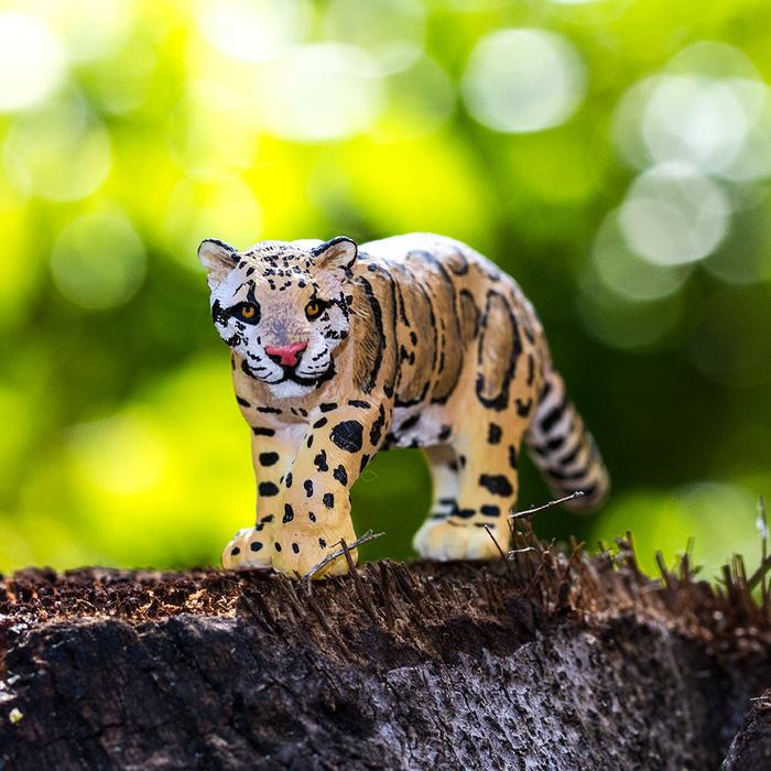 シム・シメール、【THE LITTLE CLOUDED LEOPARD】 Safari Ltd Clouded Leopard 100239 | Wildlife