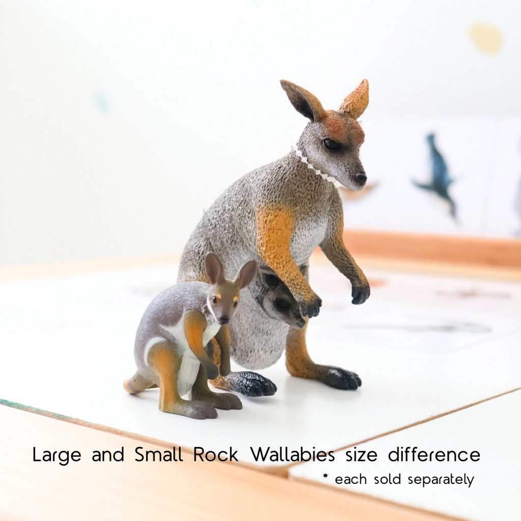 Science and Nature Small Rock Wallaby