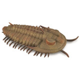 CollectA Redlichia Rex Trilobite 88906 CollectA Redlichia Rex Trilobite 88906