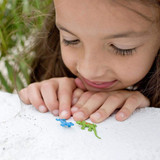 Safari Ltd Mini Day Geckos with girl