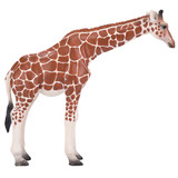 Mojo Giraffe Female