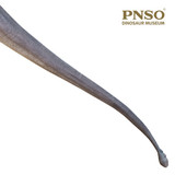 PNSO Er-Ma the Mamenchisaurus 2021 Version