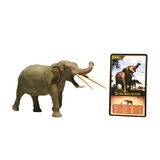 Eofauna Konobelodon Atticus with collectors card Eofauna Konobelodon Atticus with collectors card