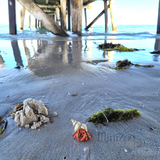 Papo Hermit Crab on the beach lifestyle MiniZoo
