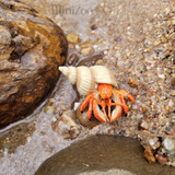 Papo Hermit Crab rockpool MiniZoo