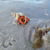 Papo Hermit Crab on beach MiniZoo