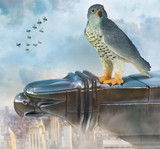 Mojo Peregrine Falcon