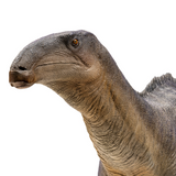PNSO Harvey The Iguanodon Scientific Art Model close up head