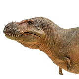 PNSO Lu Xiong the Zhuchengtyrannus head PNSO Lu Xiong the Zhuchengtyrannus head