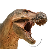 PNSO Lu Xiong the Zhuchengtyrannus articulated jaw PNSO Lu Xiong the Zhuchengtyrannus articulated jaw