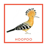 Bird Bingo Bird Bingo