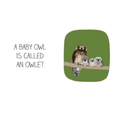 The Baby Animal Book inside baby owlet