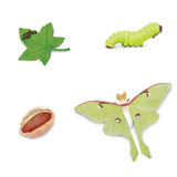 Safari Ltd Life Cycle of a Luna Moth contents