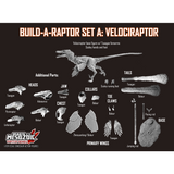 Creative Beast Studio Build-a-Raptor Set A: Velociraptor 1:6 Scale