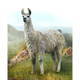 CollectA Llama 2023