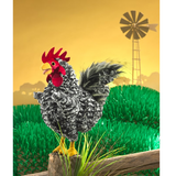 Folkmanis Barred Rock Rooster Puppet