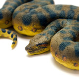 Safari Ltd Green Anaconda IC