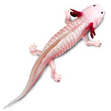 Safari Ltd Axolotl IC