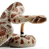 Safari Ltd Western Diamondback Rattlesnake IC