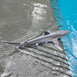 Safari Ltd Silky Shark