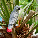 Safari Ltd African Grey Parrot