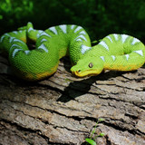 Safari Ltd Emerald Tree Boa IC