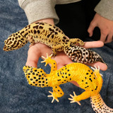 Safari Ltd Leopard Gecko IC