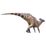 Haolonggood Tlatolophus Galorum Red Huang Fu Duan Haolonggood Tlatolophus Galorum Red Huang Fu Duan
