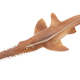 Toymany Sawshark closeup