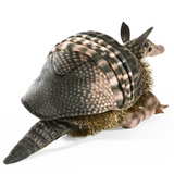 Folkmanis Armadillo Puppet back view
