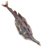 Haolonggood Wuerhosaurus Jiao Ting model dinosaur top view