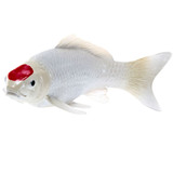 Mojo Koi Carp Tancho replica