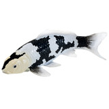 Mojo Koi Carp Shiro Utsuri fish replica