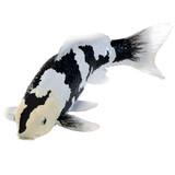 Mojo Koi Carp Shiro Utsuri toy