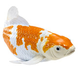 Mojo Koi Carp Ochiba Shigure fish model