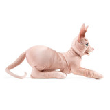 Folkmanis Sphynx Cat Puppet side view