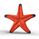 Schleich Starfish Colour Changing back view