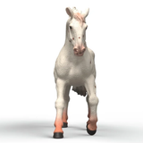 Schleich Knabstrupper Mare model horse 2026 front view