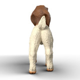Schleich Boer Goat Kid back view
