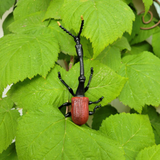 Toymany Giraffe Weevil replica toy figurine lifestyle