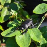 Toymany Dung Beetle toy figurine lifestyle