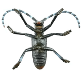 Toymany Citrus Longhorned Beetle toy figurine underneath