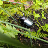 Toymany Atlas Beetle toy figurine lifestyle