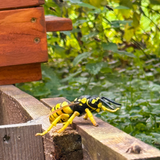 Toymany Wasp