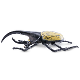 Toymany Hercules Beetle replica toy figurine