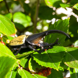 Toymany Hercules Beetle replica toy figurine lifestyle