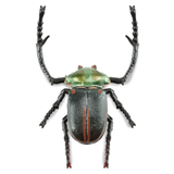 Toymany Janson’s Long-armed Scarab Beetle replica toy figurine top view