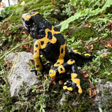 Toymany Yellow-banded Poison Dart Frog