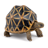 Papo Star Tortoise