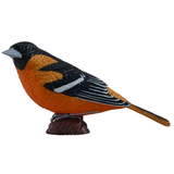 Mojo Northern Oriole